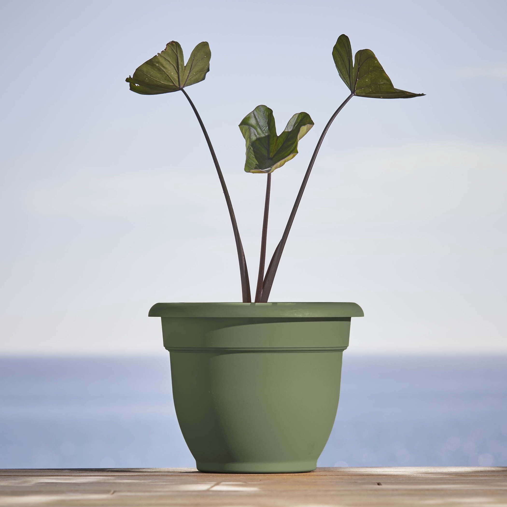 Bloem Ariana 12" Self-Watering Plastic Planter - Rolled Rim Indoor/Outdoor Garden Pot, Basil