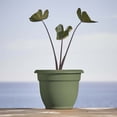thumbnail image 2 of Bloem Ariana 10" Self-Watering Plastic Planter - Rolled Rim Indoor/Outdoor Garden Pot, Basil, 2 of 7