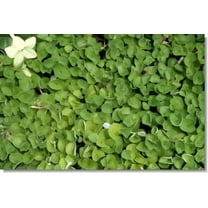 SeedRanch Dichondra Repens Seed - 1 Lb.