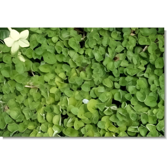 SeedRanch Dichondra Repens Seed - 1 Lb.