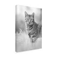 thumbnail image 2 of Ben Heine 'Kitten Portrait ' Canvas Art, 2 of 3