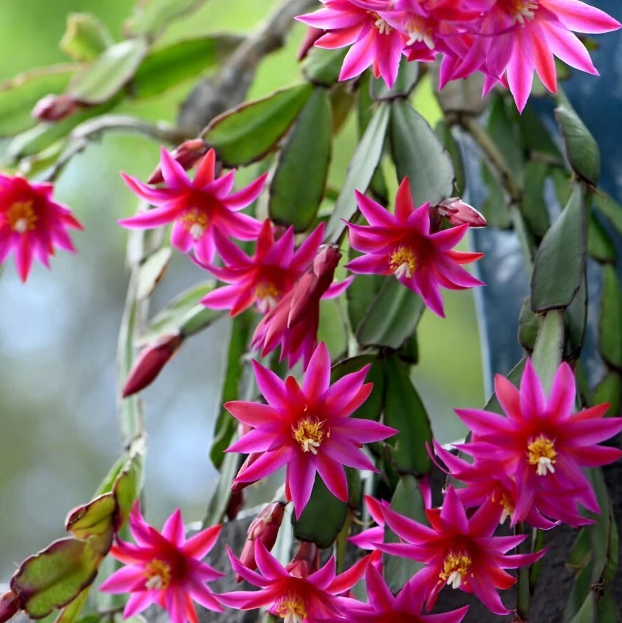 Pink Easter Cactus Plant Live for Planting, Easter Cactus Flower Plant for Indoor Outdoor 4 to 6 Inch Tall