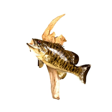 Mounted Small Mouth Bass Fish Professional Taxidermy Animal Wall Statue Home or Office