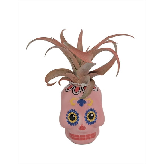 Pink Sugar Skull Planter with Live Tillandsia Air Plant - 3" x 3"