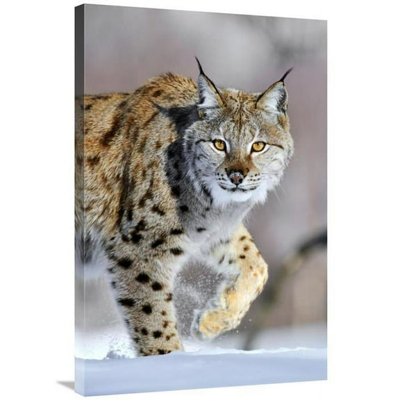 24 x 36 in. Eurasian Lynx Walking Through the Snow, Norway Art Print - Jasper Doest