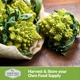 thumbnail image 2 of 5 Packs Romanesco Broccoli Seeds - Non-GMO Heirloom Full Sun Biennial Vegetable, 2 of 6