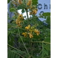 thumbnail image 4 of Wild Senna, 4 of 4