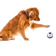thumbnail image 2 of Cloche d'Entraînement pour Animaux Motif Empreinte Cloche de Service en Métal pour Chats, 2 of 10