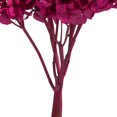 thumbnail image 3 of Hortensia Preservada Vickerman Merlot de 15 cm con Segmentos de Rama, 3 of 4