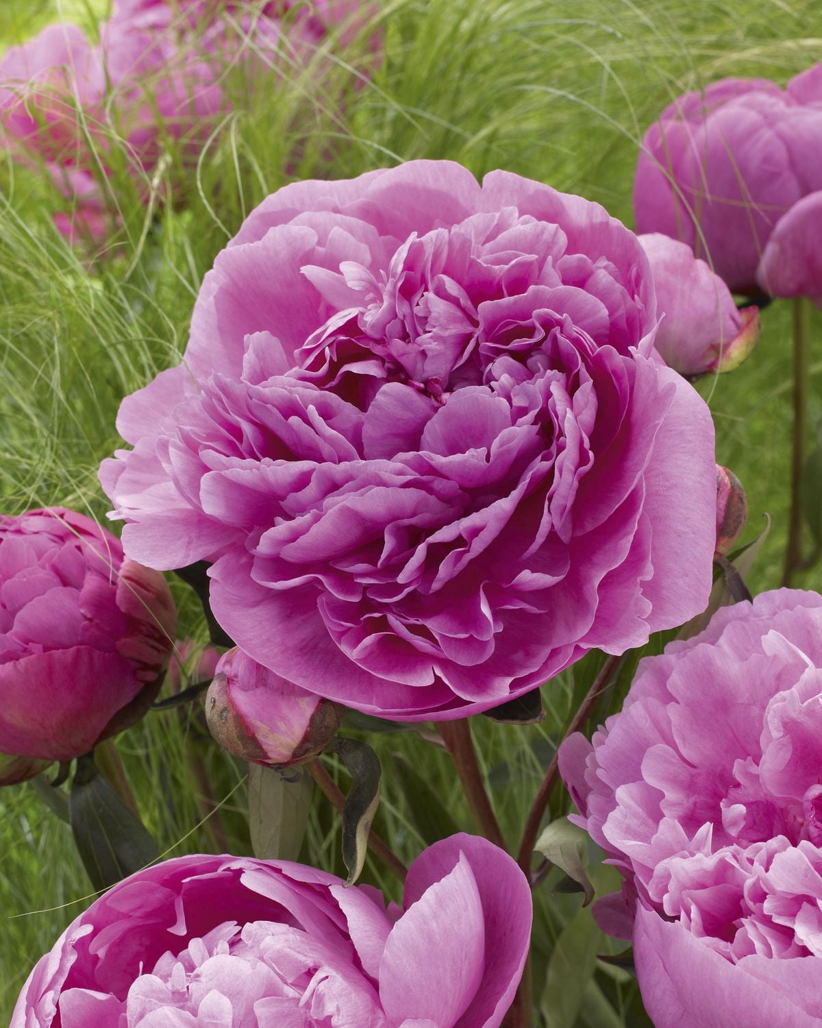 TASC Flower Bulbs- Peony Dr. Alexander Fleming Perennial