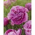 thumbnail image 1 of Bulbes de fleurs TASC - Pivoine Dr. Alexander Fleming (plante vivace), 1 of 2