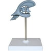 Walter Products Brain Ventricle Model