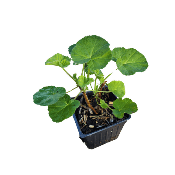 Geranium 'Orange' (Pelargonium citriodorum) Organic Scented Geranium Plant in 2.5-inch Pot by Smoke Camp Crafts - Orange Scented Geranium