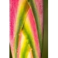 thumbnail image 2 of Jaynes Gallery 17x24 White Modern Wood Framed Museum Art Print Titled - Caribbean-Trinidad-Asa Wright Nature Center Heliconia plant close-up, 2 of 4