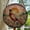 sunset suncatcher,, variant on Pheasant among wildflower field GLASS Hanging, Bird Lover Decor, Bird Nerd, Pheasant suncatcher, Bird Suncatcher Decor, sunset suncatcher, Stained Glass Ornament 2025, Holiday