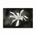 thumbnail image 2 of Gango Home Decor Magnolia Dreams I by Vitaly Geyman (Printed on Paper); One 36x24in Fine Art Paper Giclee Print, 2 of 4