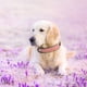 thumbnail image 2 of Collar para perro Didog de piel acolchada suave, ajustable, rosa, talla L, 2 of 7