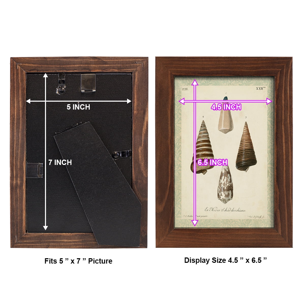 Bookplate Shells VI - Framed Print w/glass - Chestnut