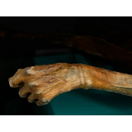24X36 Otzi wrist tattoo. Image courtesy the South Tyrol Museum of