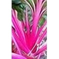 thumbnail image 3 of Magenta Sunset Swiss Chard Seeds, 3 of 4