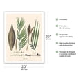 thumbnail image 2 of Peach Palm Tree (Bactris) - Vintage Botanical Illustration by Carl Friedrich Philipp von Martius c.1820s - Fine Art Matte Paper Print (Unframed) 20x26in, 2 of 4