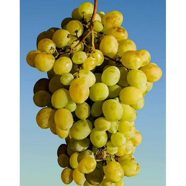 LAMINATED POSTER Green Winegrowing Wine Grapes Green Grapes Fruit