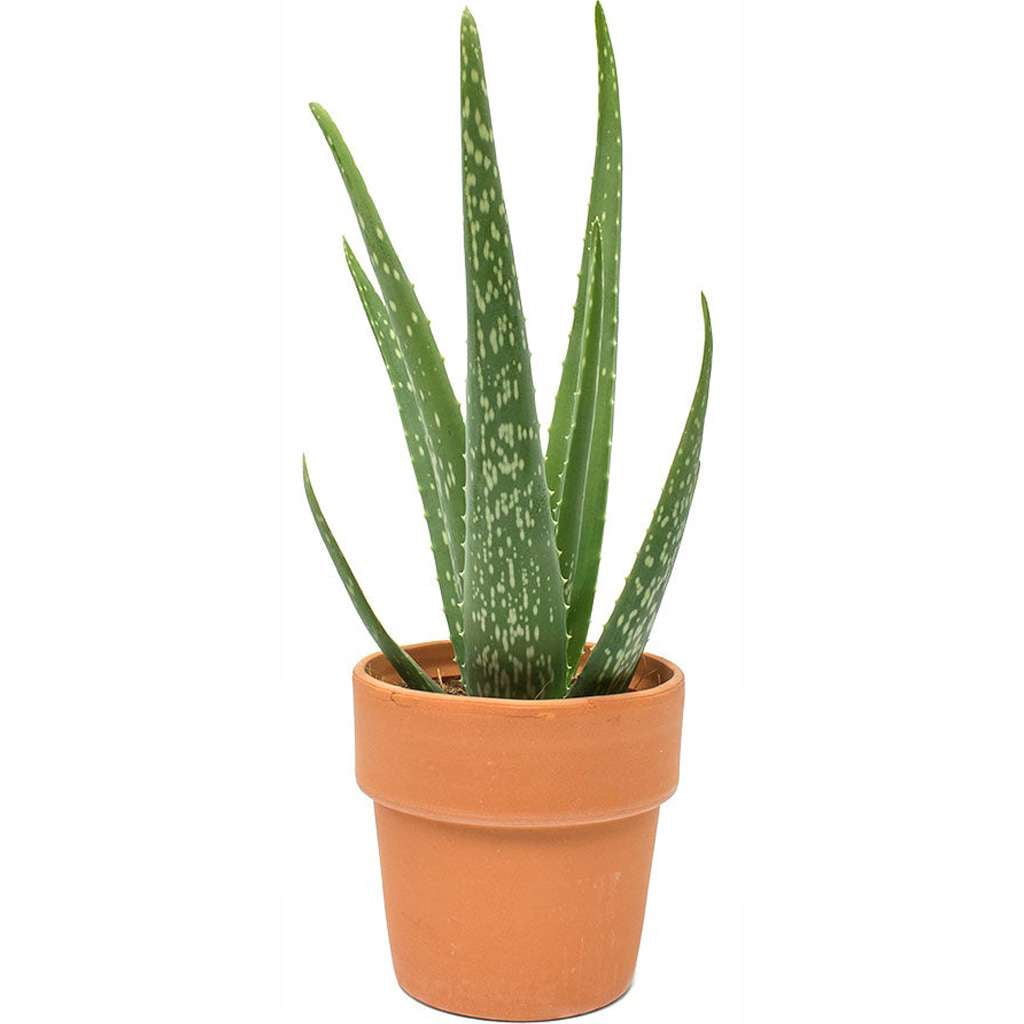 Aloe Vera Live Plant for Indoor | Different Houseplants in 4'' & 6'' Pot | Real House Plant for Living Room, Office, Desk & Bathroom