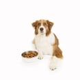 thumbnail image 2 of One Paw , Petit Bol pour Chien en Acier Inoxydable Double, 1.3L (44 oz), 2 of 5