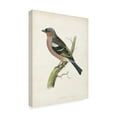 thumbnail image 2 of Trademark Fine Art 'Morris Chaffinch' Canvas Art by Morris, 2 of 4