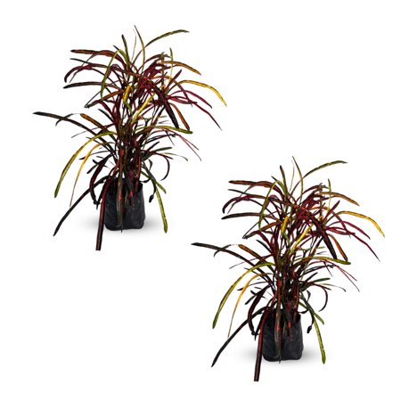 Crotton Zanzibar by LEAL PLANTS ECUADOR | Tropical Plant | Natural Décor Plant | Codiaeum Crotton Zanzibar | Zanzibar Paintbrush