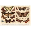 Laminated Moths and Butterflies 1888 Vintage Illustration Insect Wall Art of Moths and Butterflies butterfly Illustrations Insect Moth Poster Dry Erase Sign 18x12