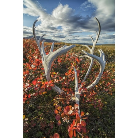 Caribou antlers in autumn colours on the flanks of Crow Mountain near Old Crow Yukon Canada Canvas Art - Robert Postma Design Pics (12 x 19)