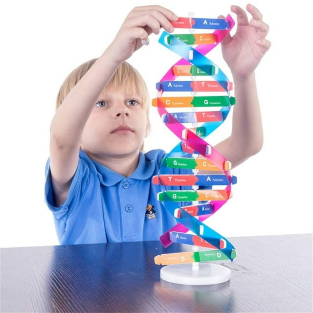 Trousses Éducatives Préscolaires Apprentissage Éducatif Sciences Biologiques 3D Bricolage Modèle d'ADN Structure Génétique Cadeaux pour Enfants