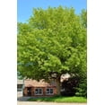 thumbnail image 3 of RedCrocus Acer Negundo Box Elder Tree- Fast-Growing Deciduous Tree for Landscaping and Shade 3 Gallon, 3 of 31