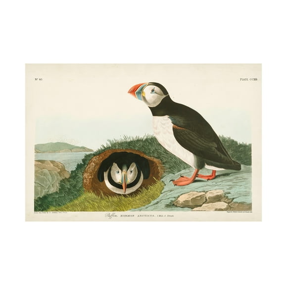 John James Audubon 'Puffin' Canvas Art