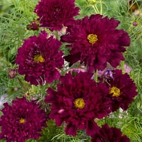 Drought Tolerant Cosmos Bipinnatus Double Click Cranberries Cut Flower Seeds - 100 Seeds