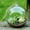 A, variant on Hanging Glass Ball Vase Succulent Plant Terrarium Container Flower Pots