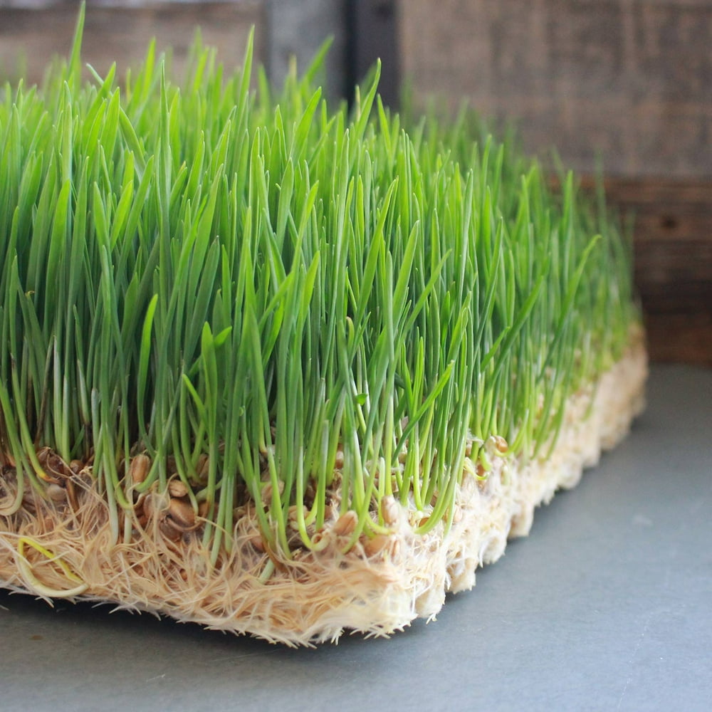 Pro Micro Jute Microgreens Grow Mats by Handy Pantry 10x10 Inches For