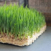 Pro Micro Jute Microgreens Grow Mats by Handy Pantry - 10x10 Inches For 1010 Growing Trays - Pack of 50 Pads - Hydroponic Grow Media For Micro Greens & Wheatgrass