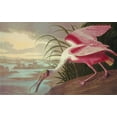 thumbnail image 2 of Audubon, John James 32x22 White Modern Wood Framed Museum Art Print Titled - Roseate Spoonbill, 2 of 4