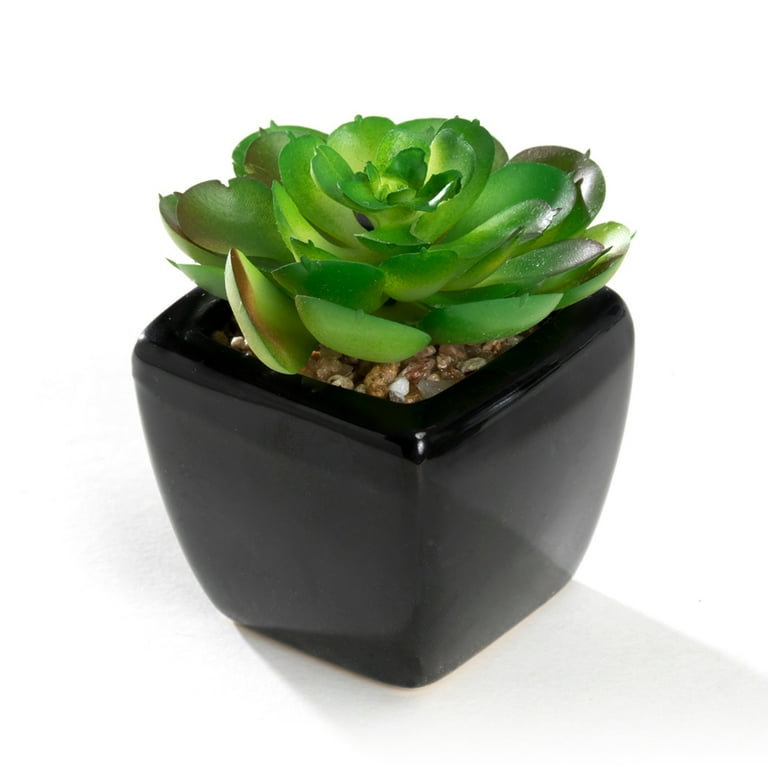 Flat Glass Marble - Black – Elkhorn Succulents