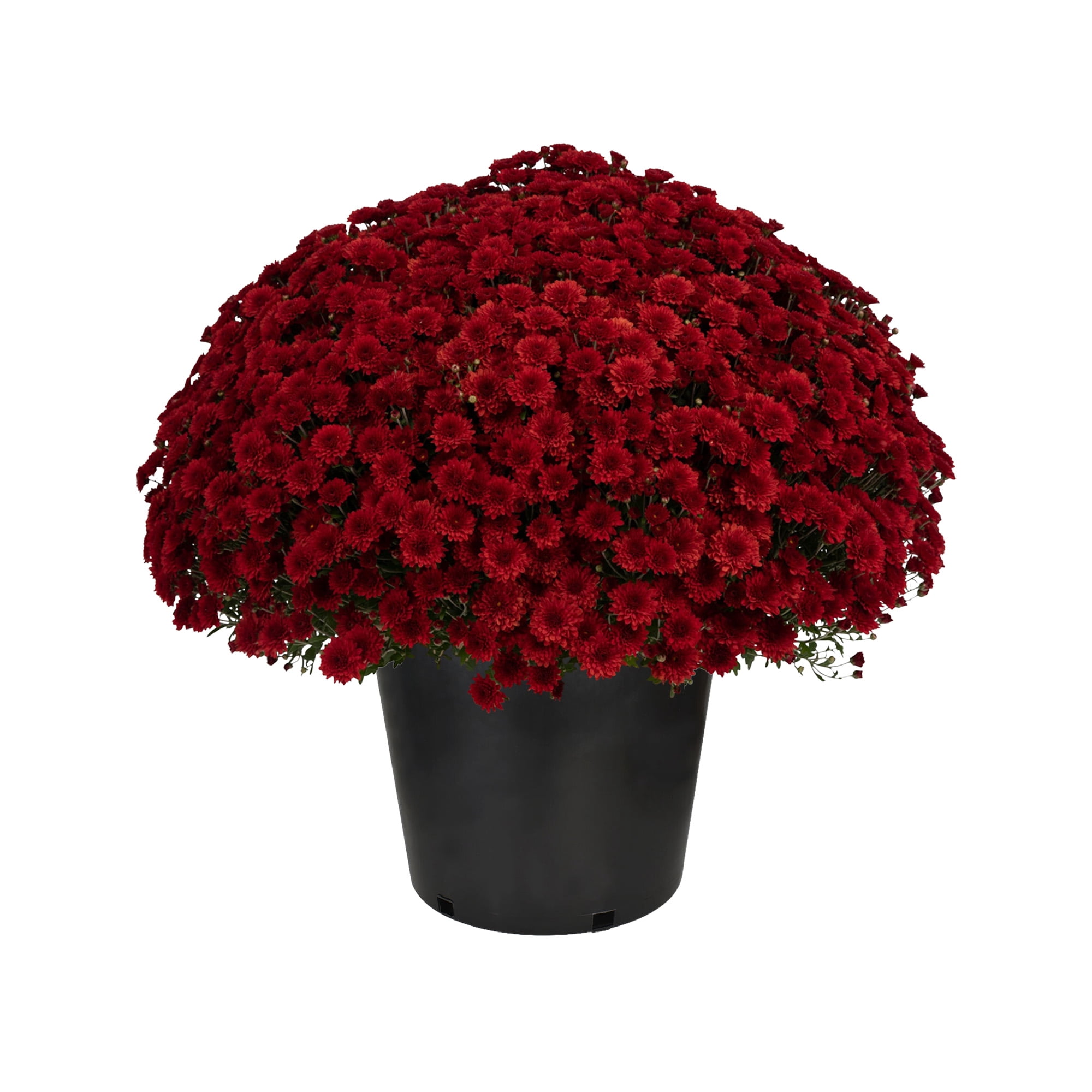 Expert Gardener 3 Quart Red Mum Live Plant in Grower Pot, Full Sun