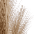 thumbnail image 2 of Bouclair Beige Pampas Stem, 2 of 2