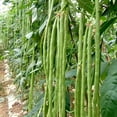 Yard Long Bean Seeds Asian Vegetable Long Bean String Beans Ships