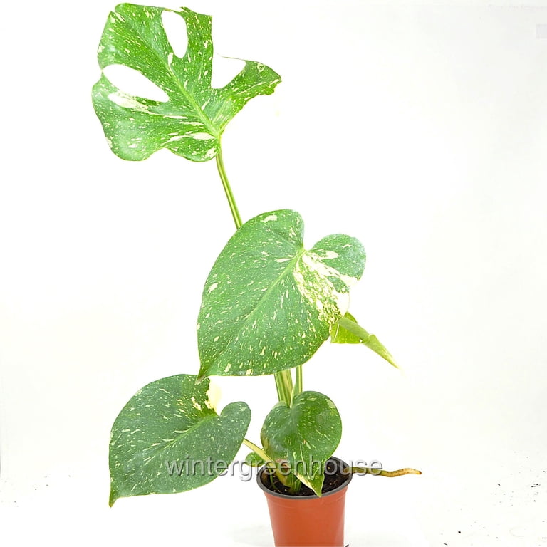 philodendron soorten Philodendron Summer Glory main image 1