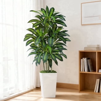 hanging kokedama plants Kokedama Plant and Hook main image 0