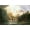 Unframed, variant on Art.com Sierra Nevada in California Art Print by Albert Bierstadt, 18" x 12"