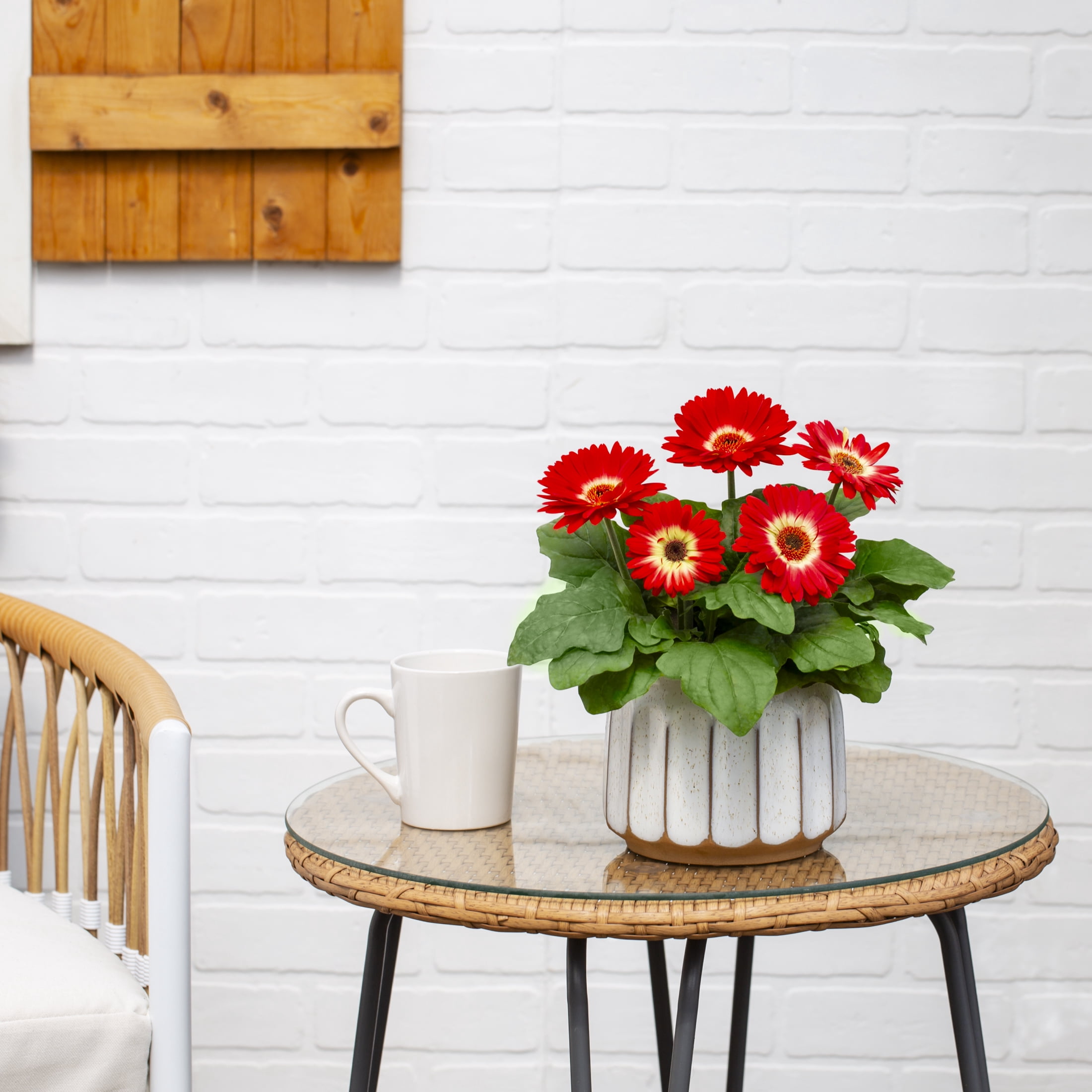Better Homes & Gardens 1.5PT Red White Gerbera Daisy Live Annual Plant Sun 5-Pack