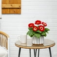thumbnail image 4 of Better Homes & Gardens 1.5PT Red White Gerbera Daisy Live Annual Plant Sun 5-Pack, 4 of 7