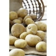 thumbnail image 1 of TASC Solanum Tuberosum Yukon Gold Potato, 1 of 1